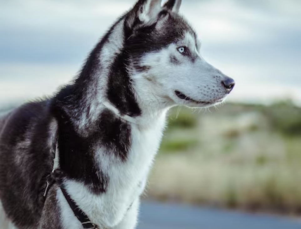 The Ultimate Guide to Choosing the Perfect Dog Food.